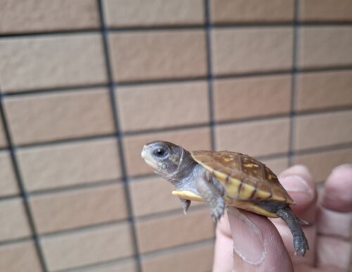 ミツユビハコガメ（25CB）餌付済 - 画像 (5)