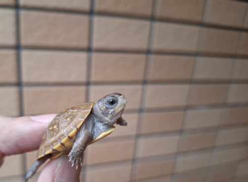 ミツユビハコガメ（25CB）餌付済 - 画像 (8)