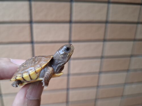 ミツユビハコガメ（25CB）餌付済 - 画像 (9)