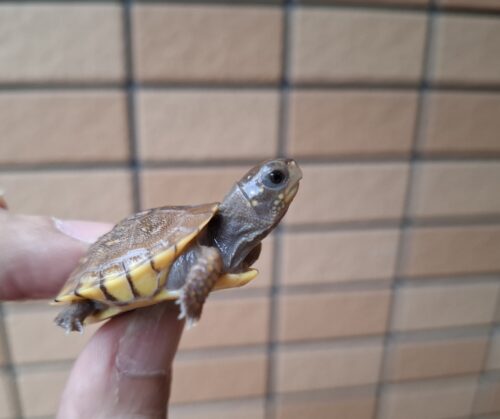 ミツユビハコガメ（25CB）餌付済 - 画像 (7)