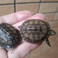 タイリクミナミイシガメ(琵琶湖産)25CB