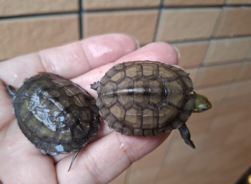 タイリクミナミイシガメ（琵琶湖産）25CB - 画像 (2)