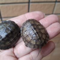タイリクミナミイシガメ(琵琶湖産)25CB
