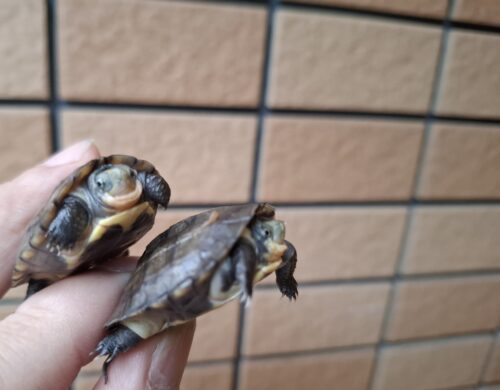 タイリクミナミイシガメ（琵琶湖産）25CB - 画像 (7)