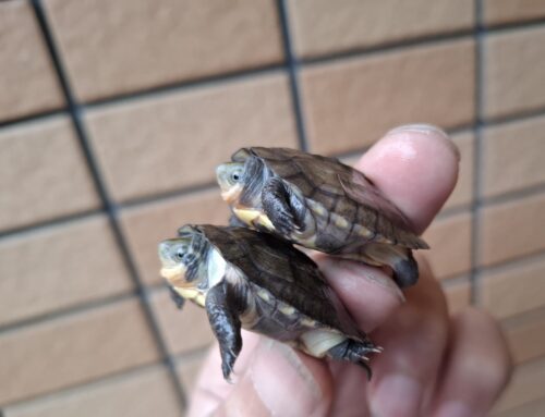 タイリクミナミイシガメ（琵琶湖産）25CB - 画像 (4)