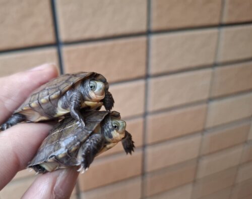 タイリクミナミイシガメ（琵琶湖産）25CB - 画像 (5)