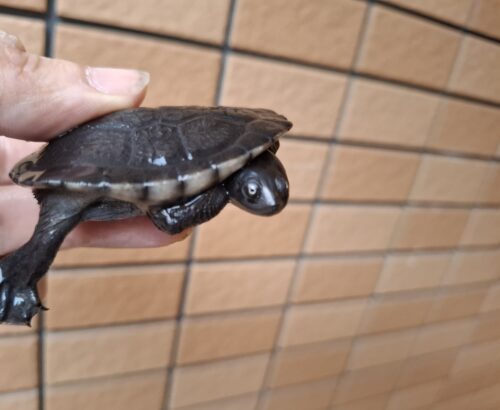 マッコードナガクビガメ（甲長約6,5cm） - 画像 (7)