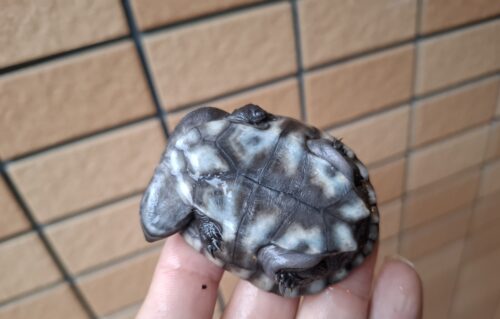 マッコードナガクビガメ（甲長約6,5cm） - 画像 (10)