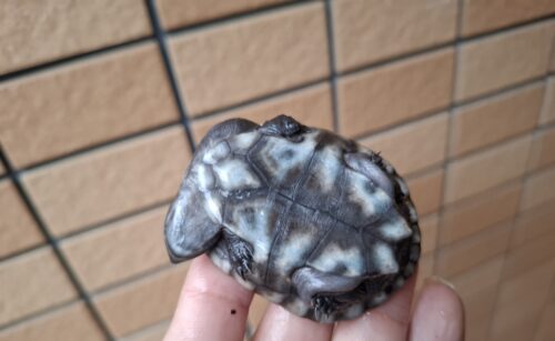 マッコードナガクビガメ（甲長約6,5cm） - 画像 (3)