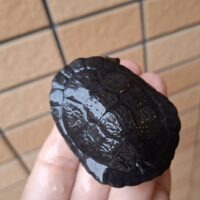 マッコードナガクビガメ(甲長約6,5cm)