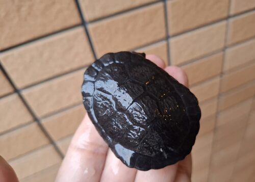 マッコードナガクビガメ（甲長約6,5cm）