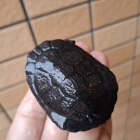 マッコードナガクビガメ(甲長約6,5cm)