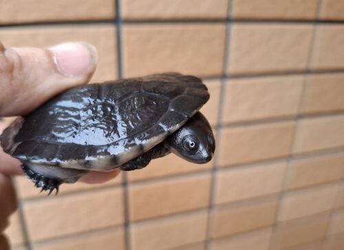 マッコードナガクビガメ（甲長約6,5cm） - 画像 (4)