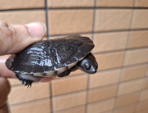マッコードナガクビガメ（甲長約6,5cm） - 画像 (8)