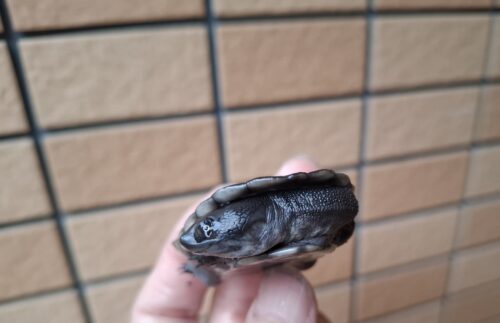 マッコードナガクビガメ（甲長約6,5cm） - 画像 (6)