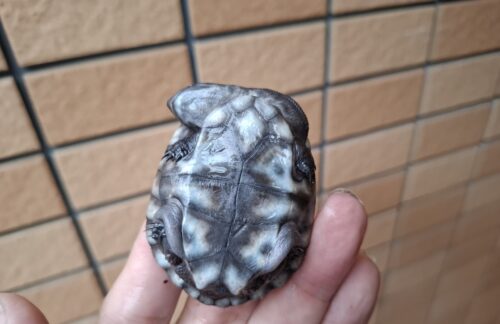 マッコードナガクビガメ（甲長約6,5cm） - 画像 (12)