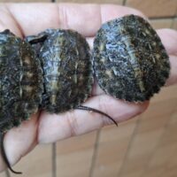 ニホンイシガメ(種子島産)25CB
