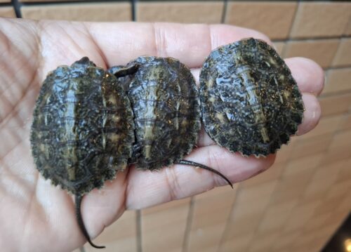 ニホンイシガメ（種子島産）25CB
