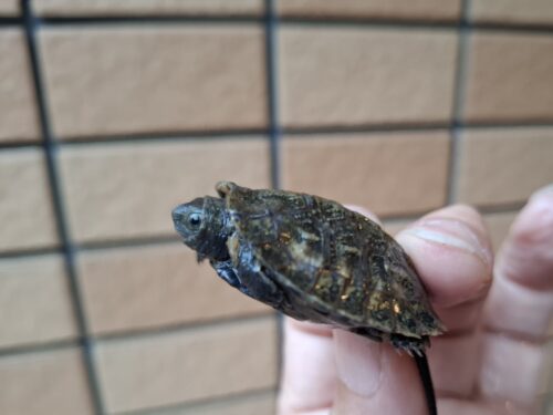 ニホンイシガメ（種子島産）25CB - 画像 (7)