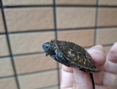 ニホンイシガメ（種子島産）25CB - 画像 (9)