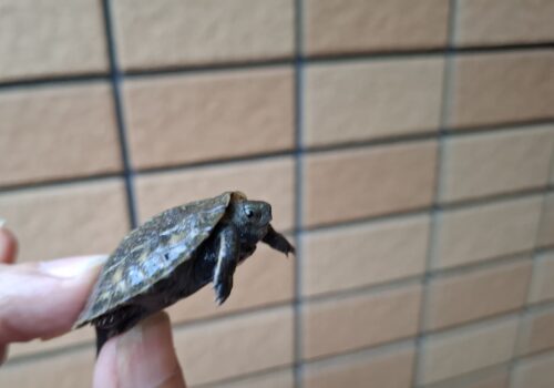 ニホンイシガメ（種子島産）25CB - 画像 (4)