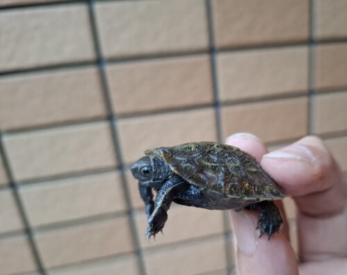 ニホンイシガメ（種子島産）25CB - 画像 (5)