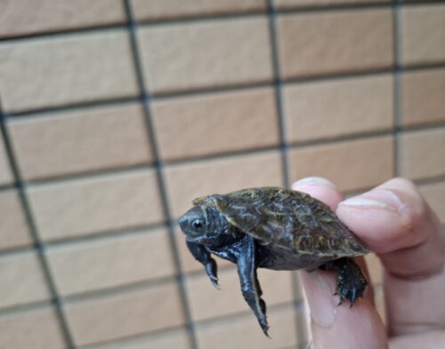 ニホンイシガメ（種子島産）25CB - 画像 (6)