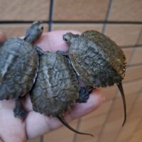 ニホンイシガメ(種子島産)25CB