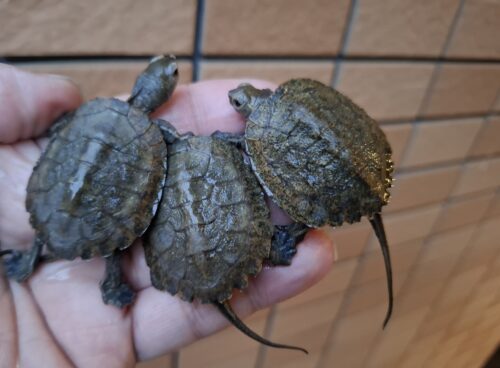ニホンイシガメ（種子島産）25CB