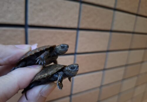 ニホンイシガメ（種子島産）25CB - 画像 (7)