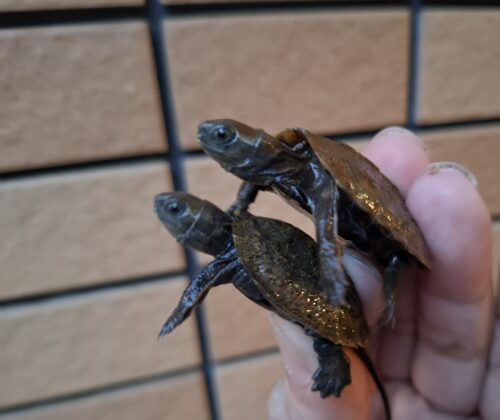 ニホンイシガメ（種子島産）25CB - 画像 (6)
