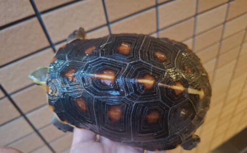 チュウゴクセマルハコガメ（甲長約13,5cm）メス - 画像 (10)