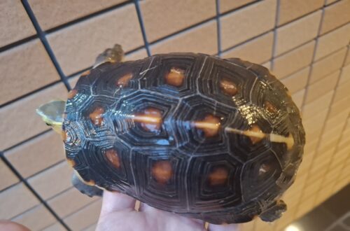 チュウゴクセマルハコガメ（甲長約13,5cm）メス - 画像 (7)