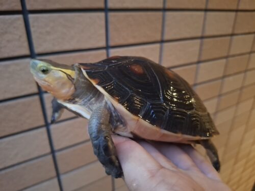 チュウゴクセマルハコガメ（甲長約13,5cm）メス - 画像 (6)