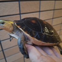 チュウゴクセマルハコガメ(甲長約13,5cm)メス