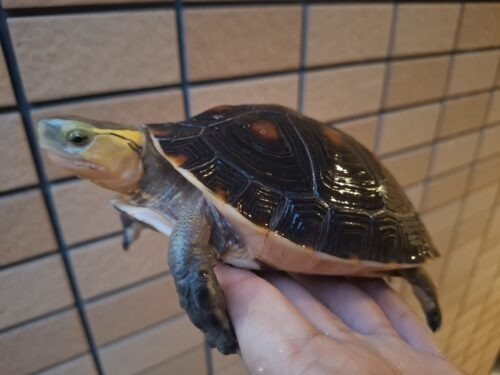 チュウゴクセマルハコガメ（甲長約13,5cm）メス
