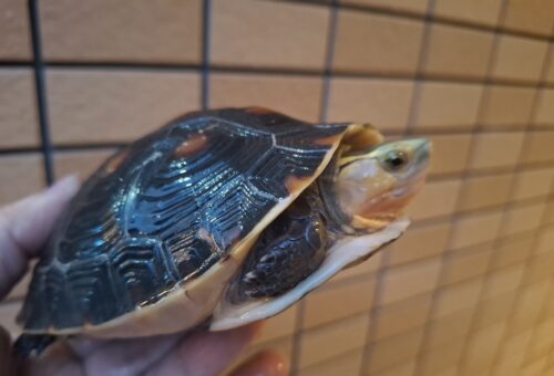 チュウゴクセマルハコガメ（甲長約13,5cm）メス - 画像 (4)