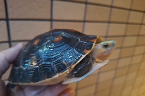 チュウゴクセマルハコガメ（甲長約13,5cm）メス - 画像 (8)