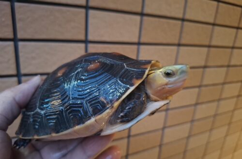 チュウゴクセマルハコガメ（甲長約13,5cm）メス - 画像 (3)