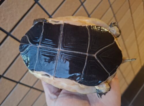 チュウゴクセマルハコガメ（甲長約13,5cm）メス - 画像 (11)