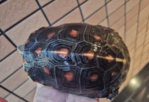 チュウゴクセマルハコガメ（甲長約13,5cm）メス - 画像 (5)