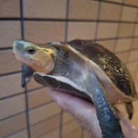 チュウゴクセマルハコガメ(甲長約13,5cm)メス