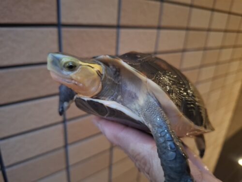 チュウゴクセマルハコガメ（甲長約13,5cm）メス - 画像 (2)