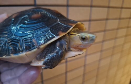 チュウゴクセマルハコガメ（甲長約13,5cm）メス - 画像 (9)