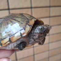 オオアタマヒメニオイガメ(甲長約11cm)CB メス