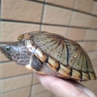 オオアタマヒメニオイガメ(甲長約11cm)CB メス