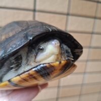 ノドジロドロガメ(甲長約14,5cm)メス