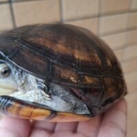 ノドジロドロガメ(甲長約14,5cm)メス