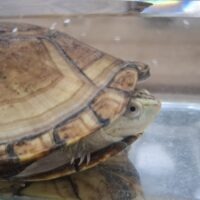 サラドロガメ(甲長約12cm)メス