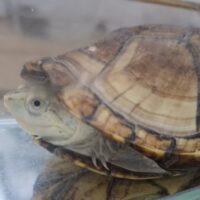 サラドロガメ(甲長約12cm)メス